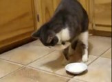 Funny Cats Compilation - Funny Cat Videos Ever- Funny Videos - Funny Animals Funny Animal Videos 10