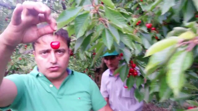 Kiraz Agac Kurumas Izmir Kemalpasa Bayrml Ramazan Fidan