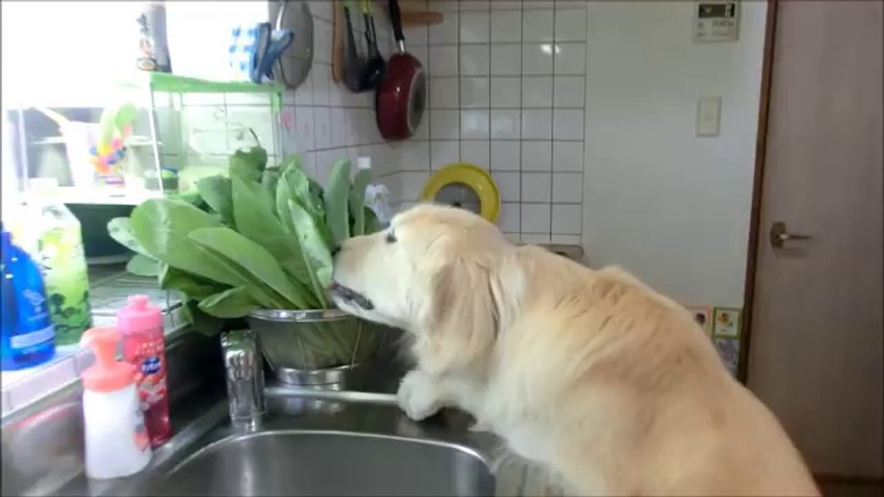 Ben Marul yemek istiyorum.