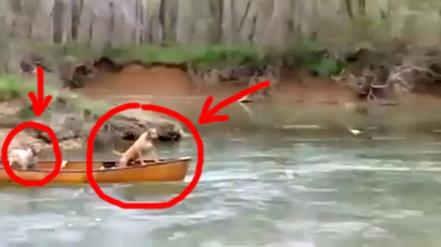 Esses Cachorros estavam em Perigo. Você Não Imagina Quem os Salvou