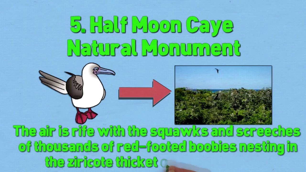 Watching Hotspots in Belize The Top 5 Bird 6-19-2014 Belize