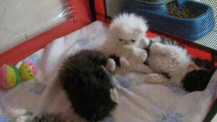 mes bébés à 6 semaines