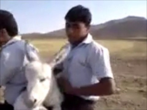 Egypte : des ordures enlèvent un ânon à sa mère