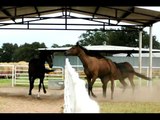 At - Atlar -Horse Fight Big - Horses   (28)
