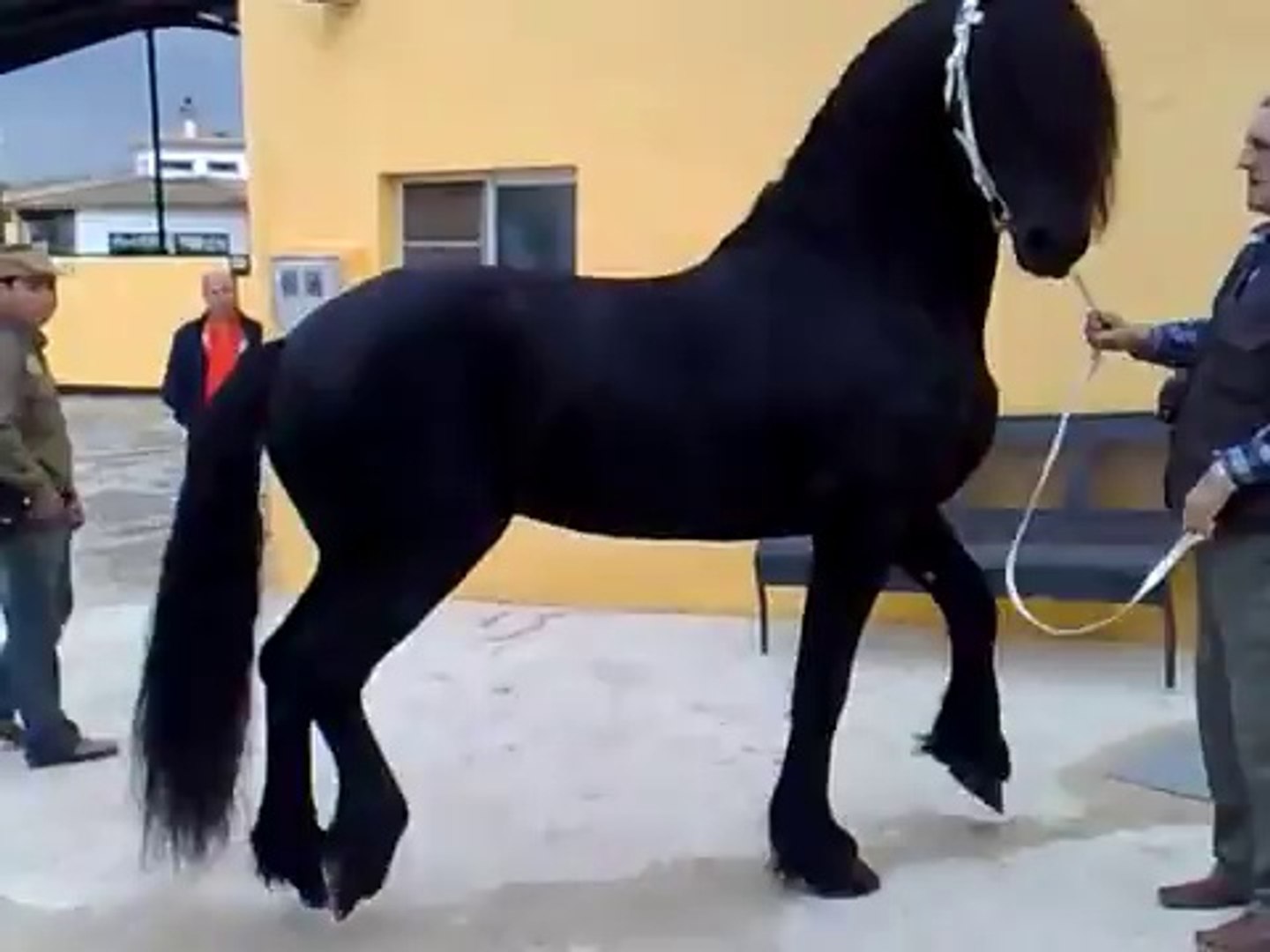 At - Atlar -Horse Fight Big - Horses   (25)