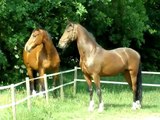 At - Atlar -Horse Fight Big - Horses   (20)