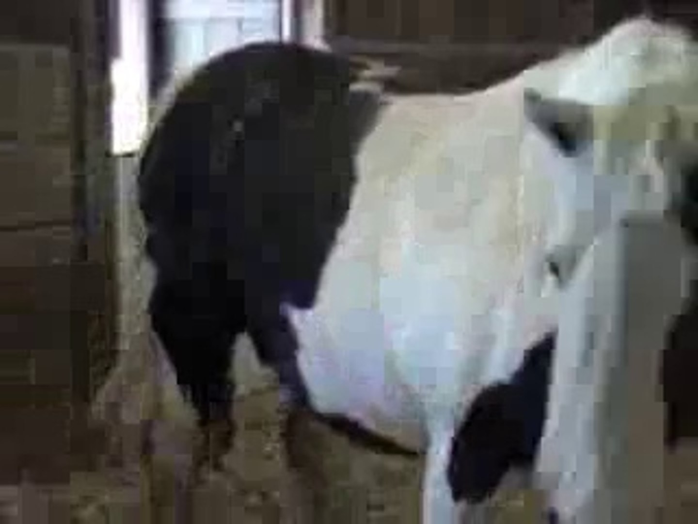 At - Atlar -Horse Fight Big - Horses   (10)