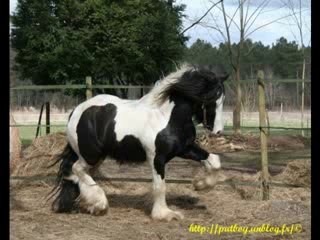 At - Atlar -Horse Fight Big - Horses   (5)