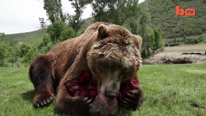 Wrestling A Grizzly Bear In My Garden