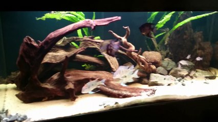 Güney Amerika Tankı