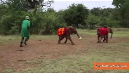Footballer's Visit Inspires Orphaned Baby Elephant World Cup