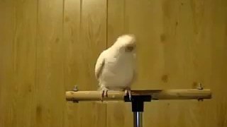 Funny Parrot Dance