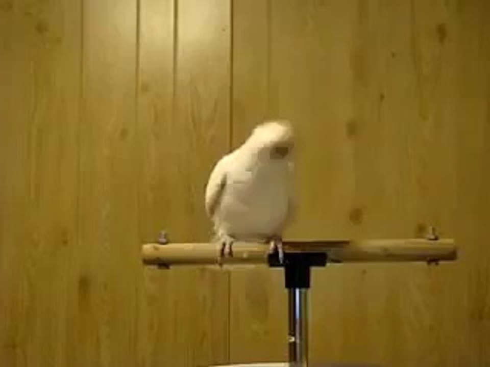 Funny Parrot Dance