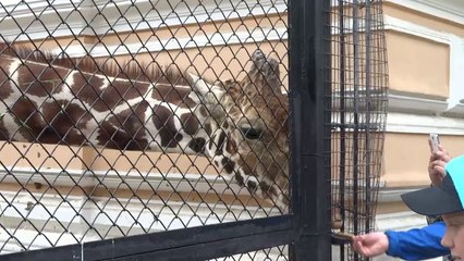 Жираф Самсон