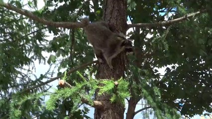 енот на дереве