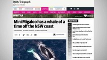 Rare Albino Whale Spotted In Australia