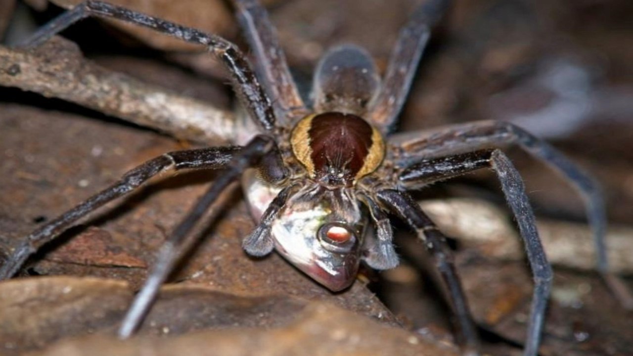 Did U Kno: Spiders Can Catch Fish