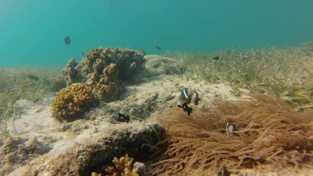 2014.06.15 Journée Phare Amédée