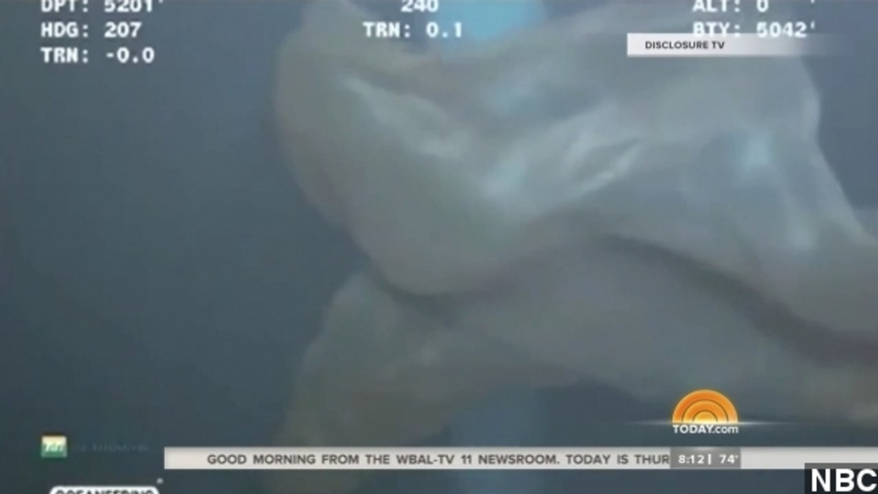 Mysterious Sea Creature Finally Identified