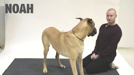 Köpeklerin İnsan Havlamasına Tepkileri