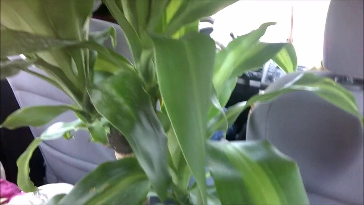 Tree in the Car - Daily Spotlight 4
