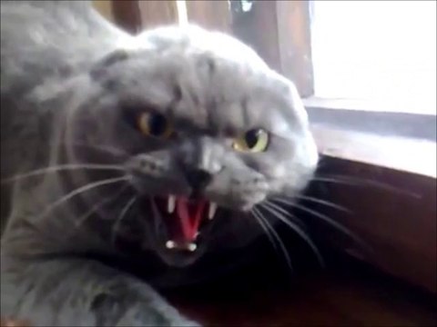 Самый злой кот
