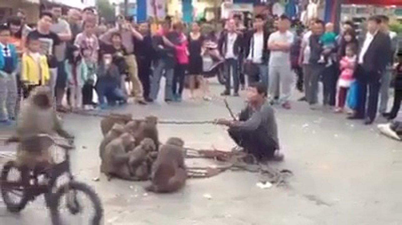 Bandar b cycle Chala Sakty hn