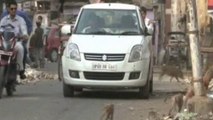 Aggressive monkeys invade city in India