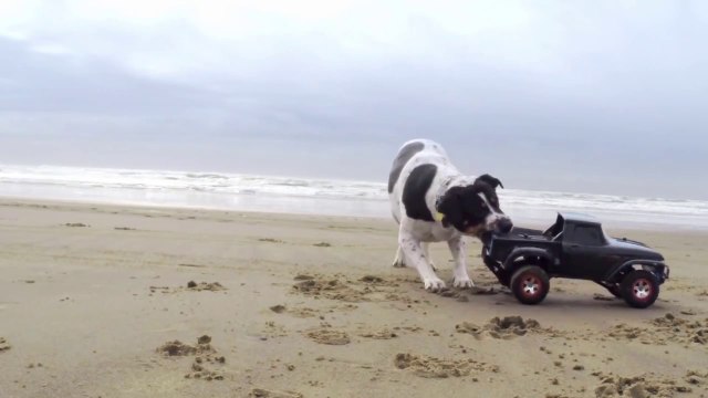 Chien et mini camion télécommandé! Comme un foufou...