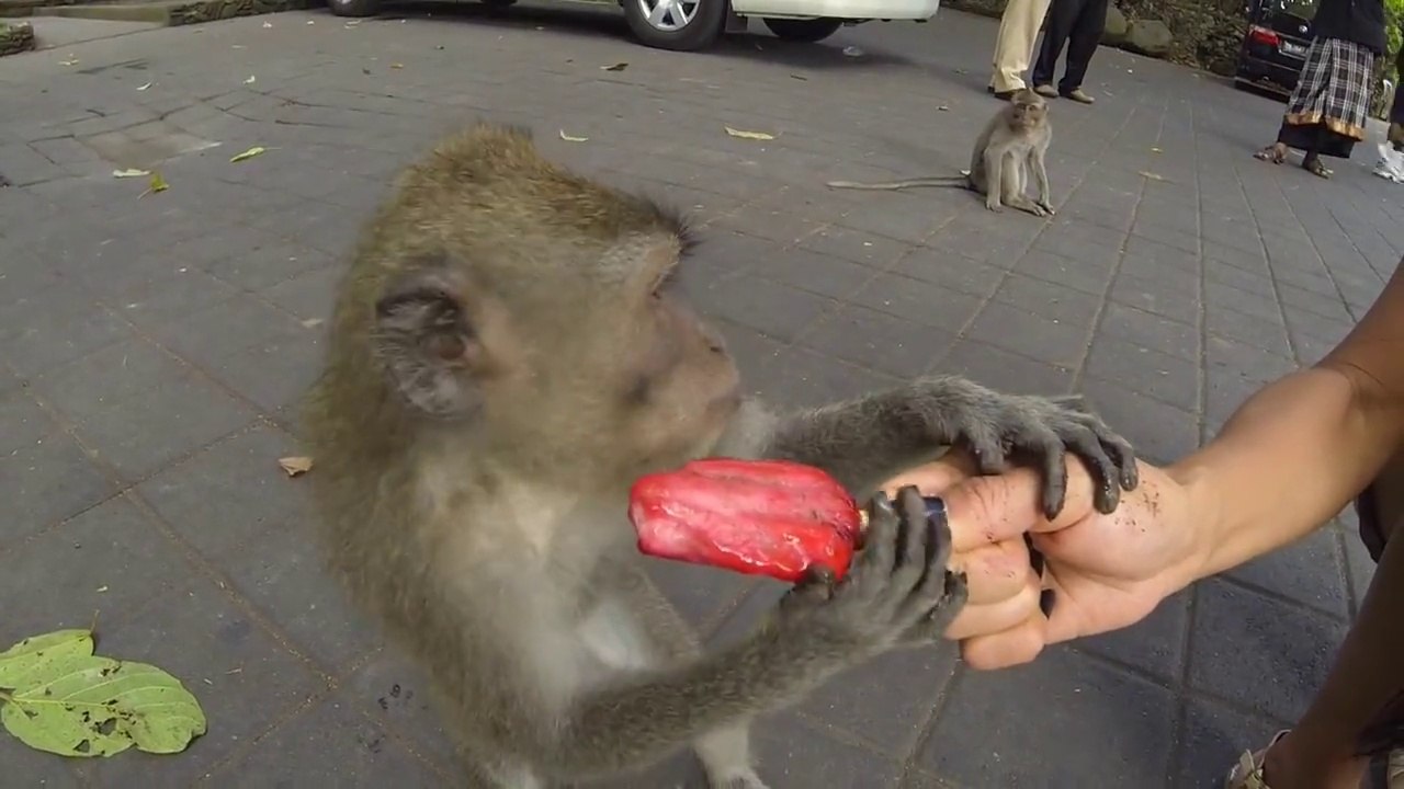 Cute Monkey Stole tourist camera GoPro! Funny...