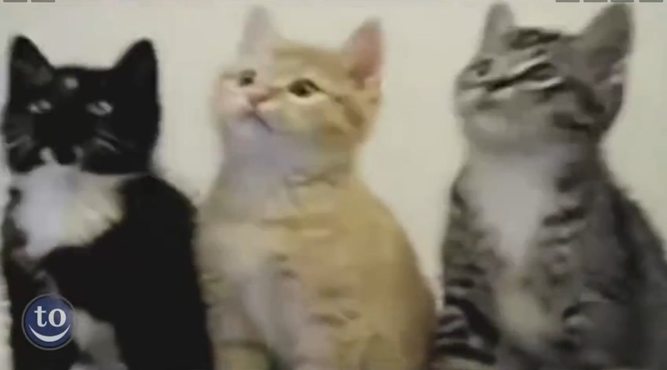 Compil d'animaux dansant sur la musique "Push it" de Salt-n-Pepa !!