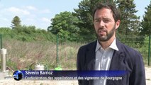 Les viticulteurs bourguignons s'organisent contre la grêle