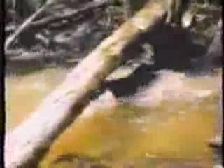 Jaguar Hunting Giant Fresh Water Fish.