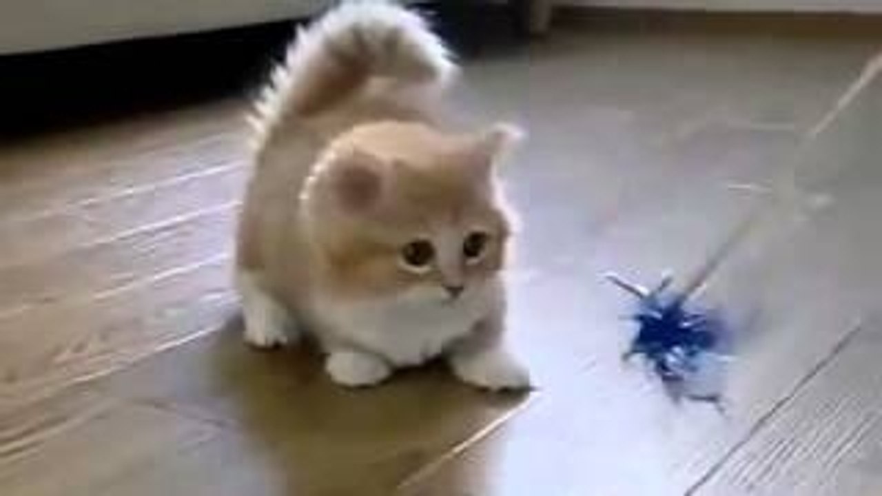Funny Cats Compilation - MNPHQMedia
