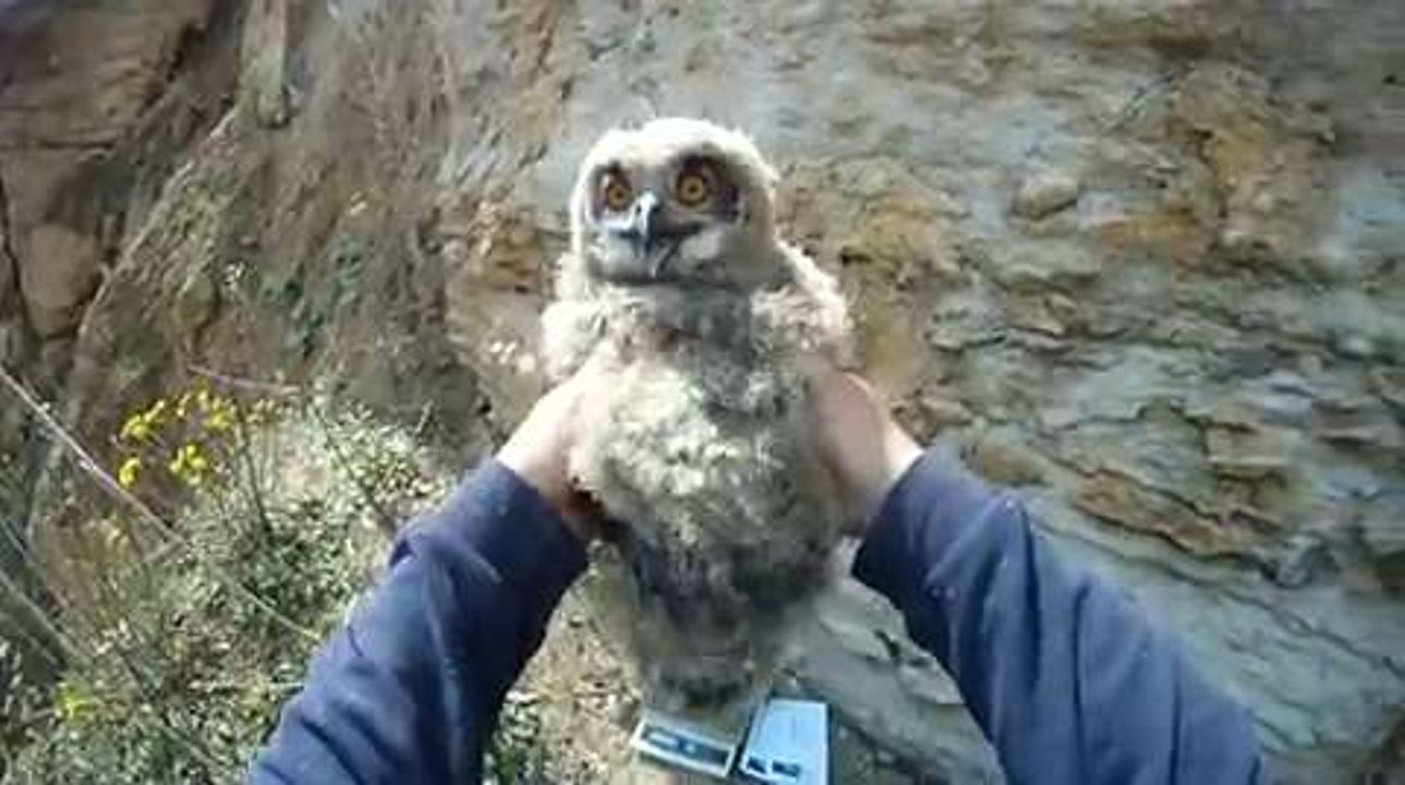 Baguage de hiboux Grand Duc en Belgique