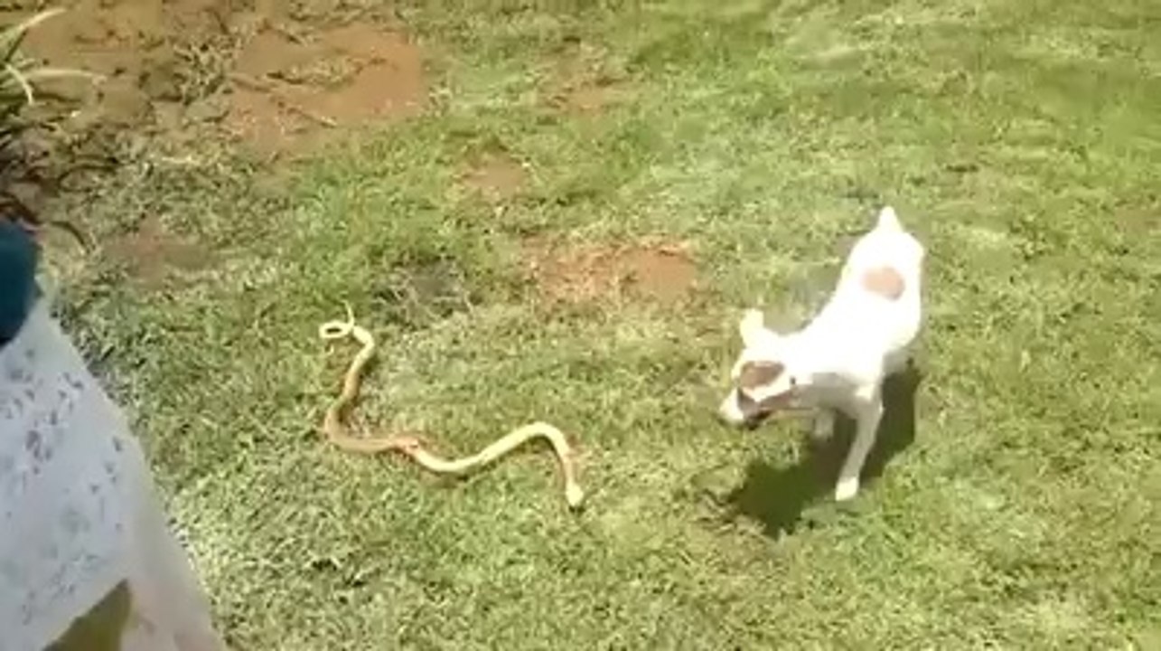Dog VS Snake must watch