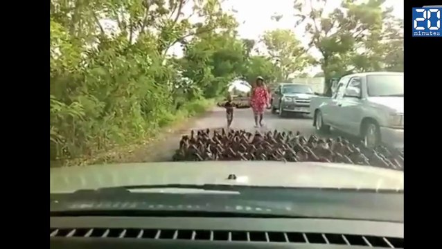 Une «rivière» de canards sur une route en Thaïlande