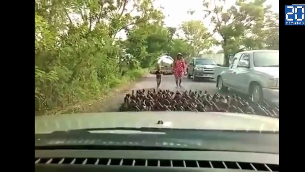 Une «rivière» de canards sur une route en Thaïlande