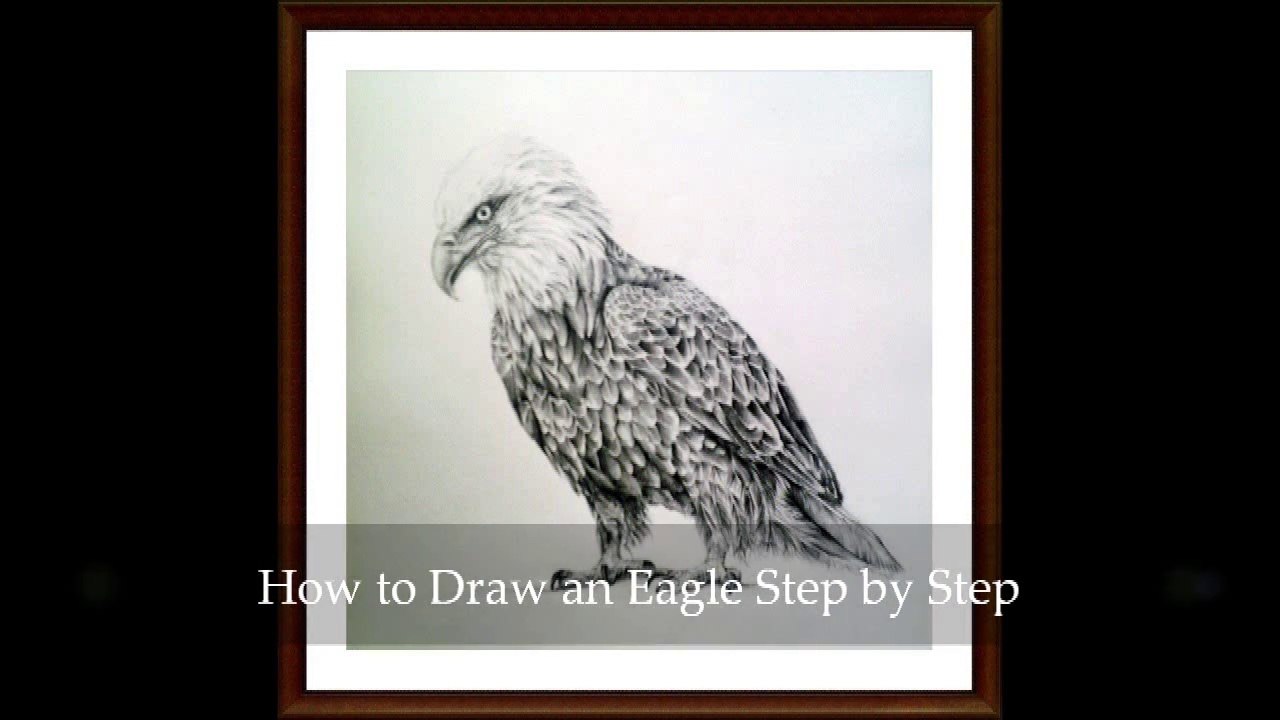Learn How to draw a realistic Eagle with step by step simple instructions - Final Part