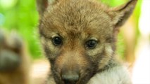 Ardennes, cinq nouveaux loup au Parc Argonne Découverte.
