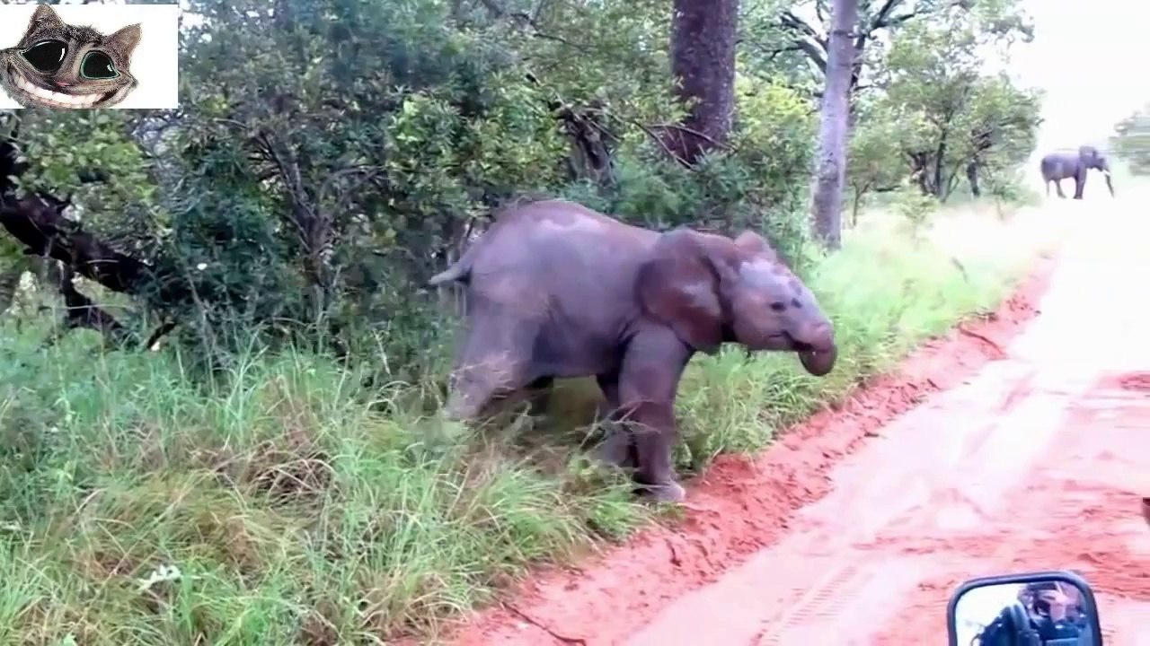 Funny & Cute Baby Animals Compilation 2014