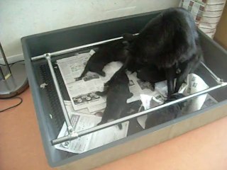 20 juin 2014 (2) : et quelques minutes après, le lait.... enfin