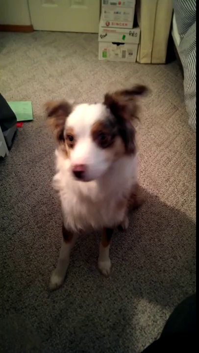 Defective Dog Siren