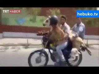 koyuna kask takıp kendi takmayan yılın malları! bomba :)