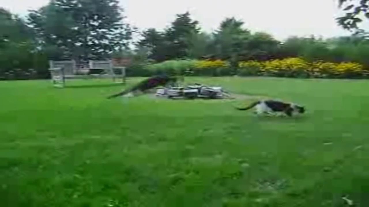 Funny Animals Compilation _NEW APRIL 2014_