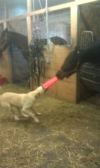 Oyun Arkadaşı At ve Köpek