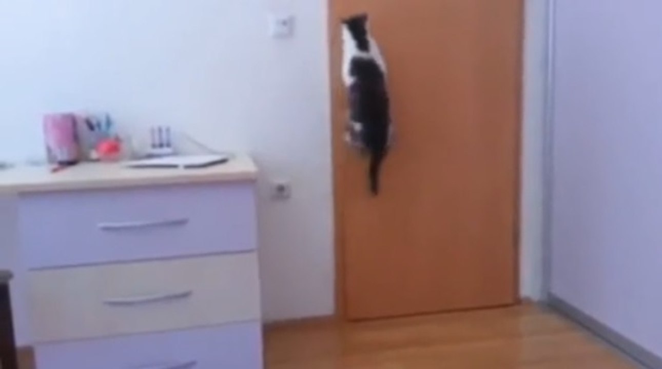 Un chat incroyable ouvre 5 portes coup sur coup ! a voir