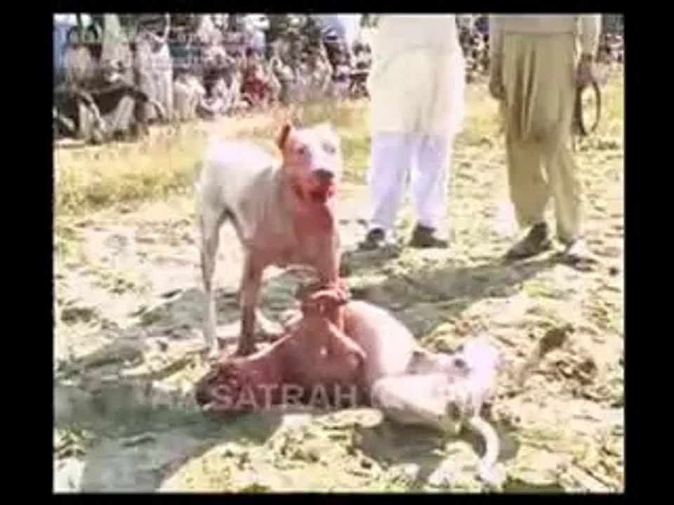 Hunting of Altaaf Bhhii at Indian Border 1 - Satrah Sandhuan