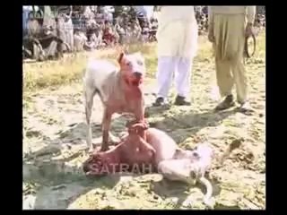 Hunting of Altaaf Bhhii at Indian Border 1 - Satrah Sandhuan