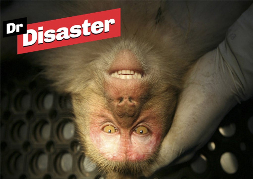 Incroyable, la planète des singes se joue en Inde / Dr Disaster